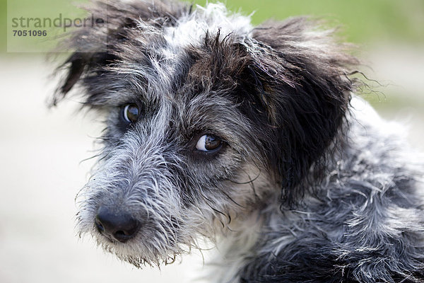 Mischlingshund (Canis lupus familiaris) mit nassem Fell  Portrait