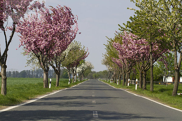 Landstraße mit blühenden Bäumen bei Buckow  Havelland  Brandenburg  Deutschland  Europa