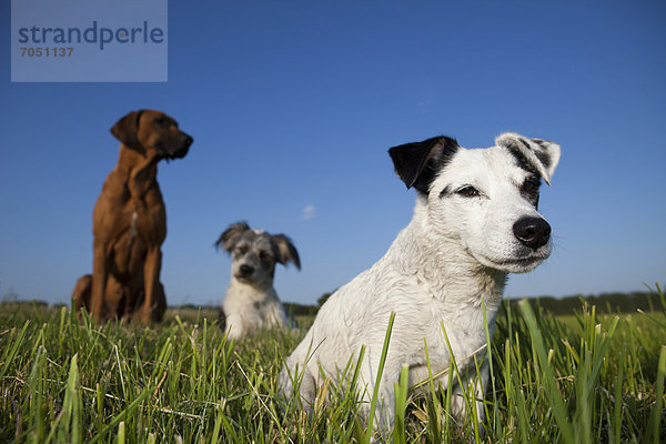 Ein Jack Russell Terrier sitzt auf einer Wiese  hinten ein Rhodesian Ridgeback und ein Briard Mischling