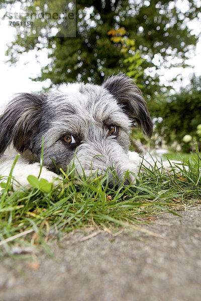 Ein Mischlingshund liegt im Gras