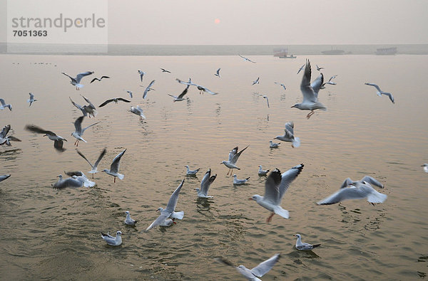 Morgen am Ganges mit vielen Möwen  Varanasi oder Benares oder Kashi  Varanasi  Uttar Pradesh  Indien  Asien