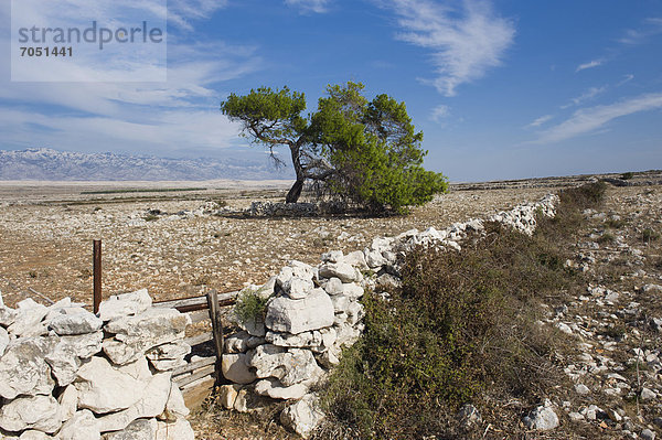 nahe  Steinmauer  Europa  Landschaft  Baum  Adriatisches Meer  Adria  Kroatien  Karst