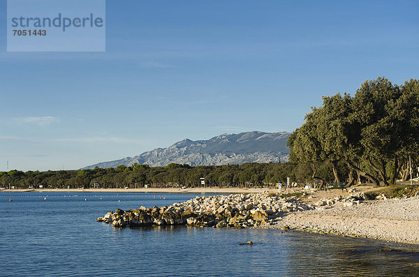 Dalmatinische Eichen (Quercus sp.) am Strand  Campingplatz bei Novalja  Insel Pag  Adria  Kvarner-Bucht  Kroatien  Europa