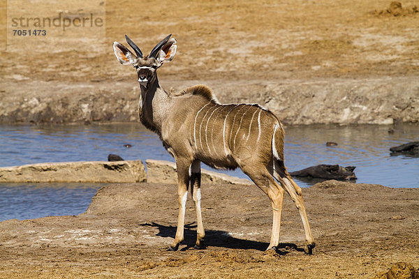 Großer Kudu (Tragelaphus strepsiceros)  Nyamandhlovu Pan  Hwange Nationalpark  Main Camp Area  Simbabwe  Afrika