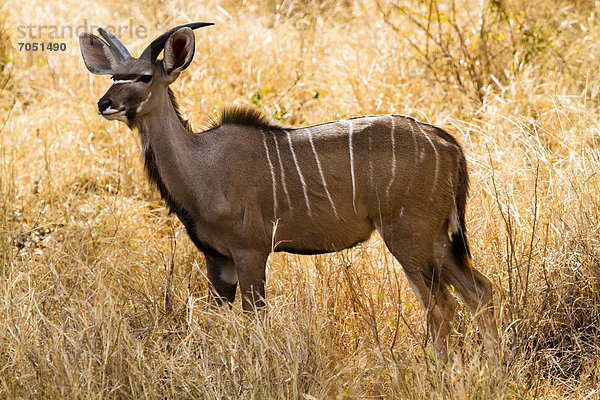 Großer Kudu (Tragelaphus strepsiceros)  Gonarezhou Nationalpark  Simbabwe  Afrika