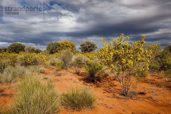Vegetation im Outback  Northern Territory  Australien