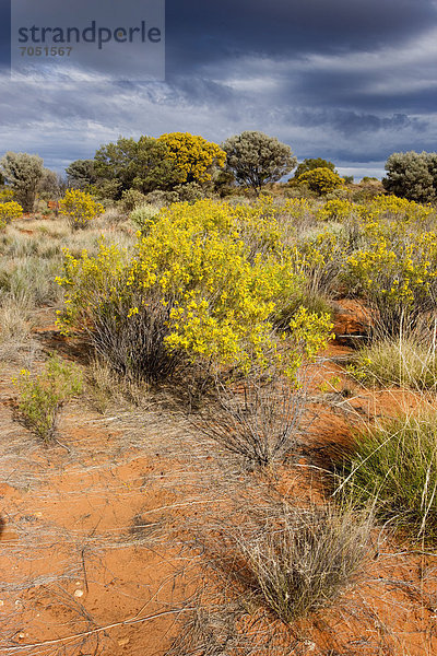 Vegetation im Outback  Northern Territory  Australien