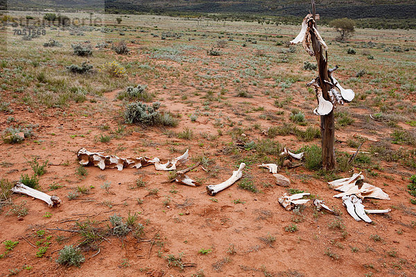 Kamelknochen  Outback  Northern Territory  Australien