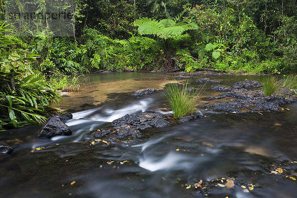 Bach im Regenwald in den Atherton Tablelands  Queensland  Australien