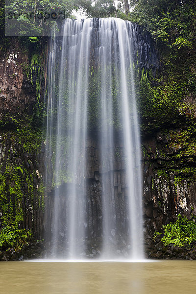 Milla Milla Wasserfall in den Atherton Tablelands  Queensland  Australien