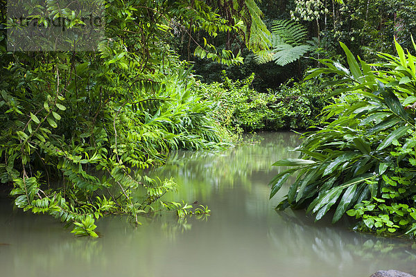 Gewässer im Regenwald in den Atherton Tablelands  Queensland  Australien