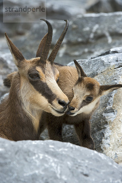 Gämse mit Kitz (Rupicapra rupicapra)  Alpenzoo Innsbruck  Tirol  Österreich  Europa