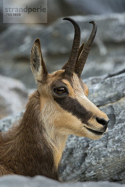 Gämse (Rupicapra rupicapra)  Portrait  Alpenzoo Innsbruck  Tirol  Österreich  Europa