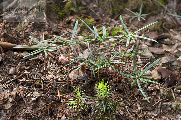 Keimlinge der Fichte (Picea abies)  vorne  Keimlinge der Weiß-Tanne (Abies alba)  hinten  Hopfgarten  Tirol  Österreich  Europa