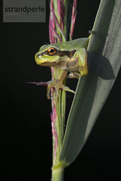 Europäischer Laubfrosch (Hyla arborea)  Loar  Kramsach  Tirol  Österreich  Europa