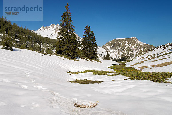 Schleims-Sattel  dahinter Mondscheinspitze  vorne Skelett einer Gämse mit Fuchsspuren  Karwendel-Gebirge  Tirol  Österreich  Europa