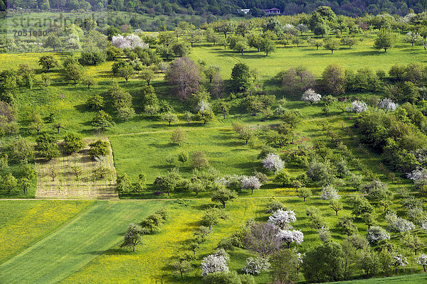 Streuobstwiesen im Frühling  Weilheim an der Teck  Schwäbische Alb  Baden-Württemberg  Deutschland  Europa