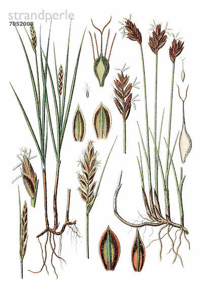 Links: Platte Simse (Cyperus compressus)  rechts: Braune Simse (Cyperus rufus)  Heilpflanze  historische Chromolithographie  ca. 1796