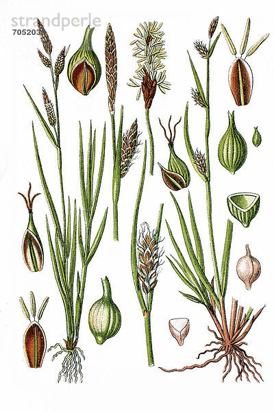 Links: Gelb-Segge (Carex flava)  rechts: Lücken-Segge (Carex distans)  Heilpflanze  historische Chromolithographie  ca. 1786