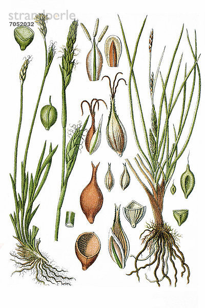 Links: Michaeli's Segge (Carex michelii)  rechts: Gersten-Segge (Carex hordeistichos)  Heilpflanze  historische Chromolithographie  ca. 1786