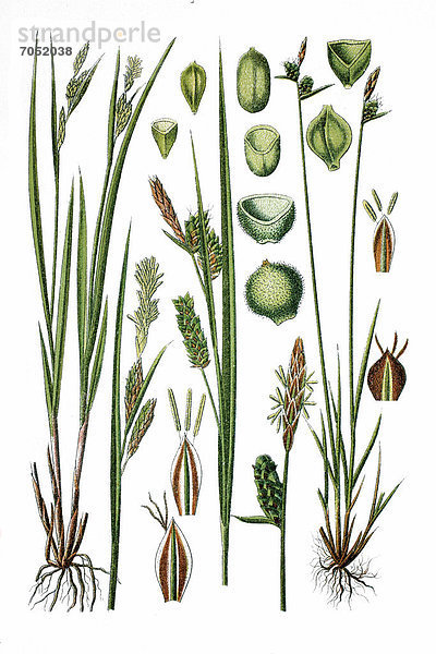 Links: Bleiche Segge (Carex pallescens)  rechts: Filz-Segge (Carex tomentosa)  Heilpflanze  historische Chromolithographie  ca. 1786