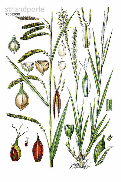Links: Große Segge (Carex pendula)  rechts: Schlanke Segge (Carex strigosa)  Heilpflanze  historische Chromolithographie  ca. 1786