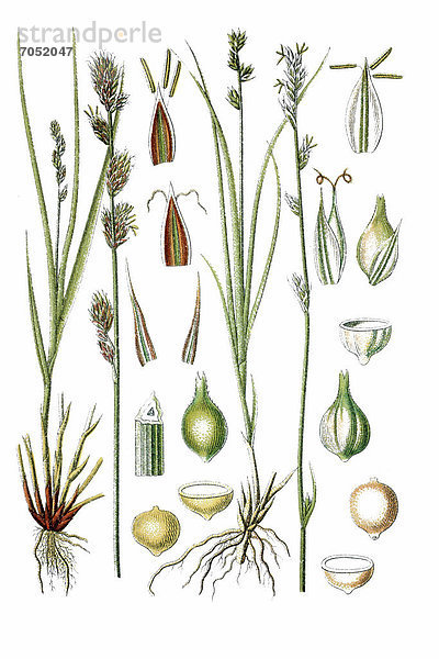 Links: Stachelköpfige Segge  Sparrige Segge (Carex muricata)  rechts: Grüne Segge (Carex virens)  Heilpflanze  historische Chromolithographie  ca. 1786
