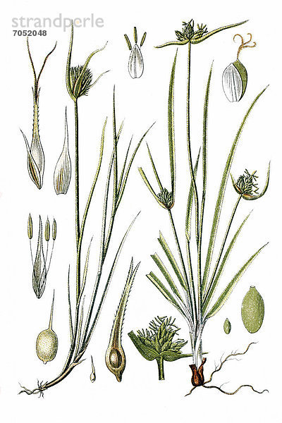 Links: Cyper-Segge  Zypergras-Segge (Carex cyperoides)  rechts: Tiroler Segge  Monte-Baldo-Segge (Carex baldensis)  Heilpflanze  historische Chromolithographie  ca. 1786