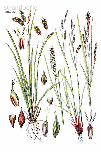 Links: Flatter-Segge  Haarstielige Segge (Carex capillaris)  rechts: Dünne Segge  Kurzährige Segge (Carex brachystachys)  Heilpflanze  historische Chromolithographie  ca. 1796
