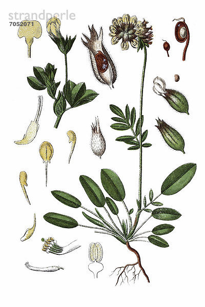 Links: Wundklee (Anthyllis vulneraria)  rechts: Schotenklee (Lotus siliquosus)  Heilpflanze  historische Chromolithographie  ca. 1796