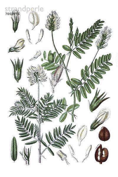 Links: Fahnenwicke (Astragalus pilosus)  rechts: Kichertragant (Astragalus cicer)  Heilpflanze  historische Chromolithographie  ca. 1796