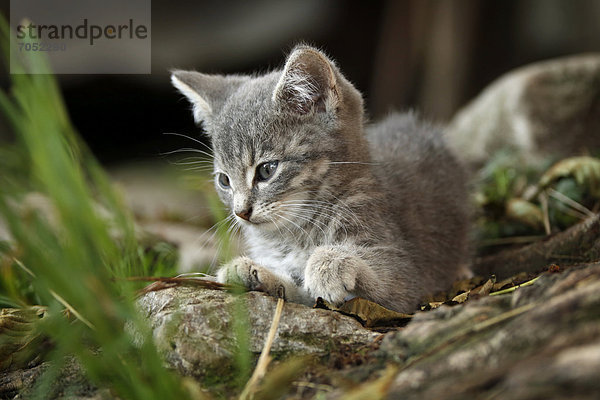 Kätzchen  silbergraugetigert  ca. 10 Wochen  liegend  halbwilde Dorfkatze