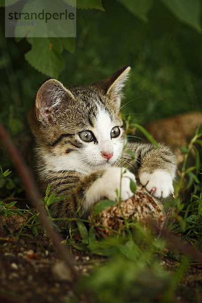 Kätzchen  braun getigert  ca. 10 Wochen  auf am Boden liegendem Baumstamm  halbwilde Dorfkatze