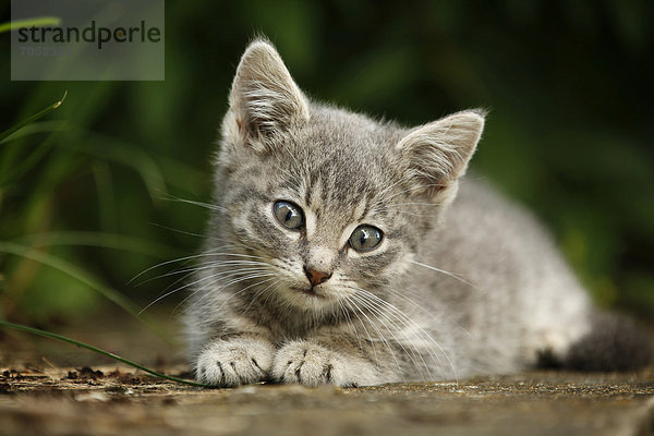 Silbergraugetigertes Kätzchen  ca. 10 Wochen  halbwilde Dorfkatze  liegend auf Mauer