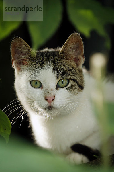 Halbwilde Dorfkatze  gefleckt  im Gebüsch sitzend  Portrait