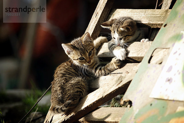 Two kittens  about 10 weeks  playing on a wooden gate  semi-feral village cats