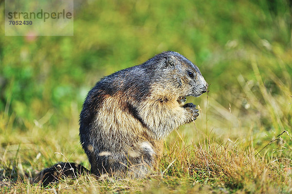 Murmeltier (Marmota marmota)  Nationalpark Hohe Tauern  Österreich  Europa