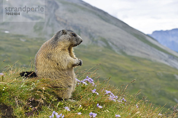 Murmeltier (Marmota marmota)  Nationalpark Hohe Tauern  Österreich  Europa