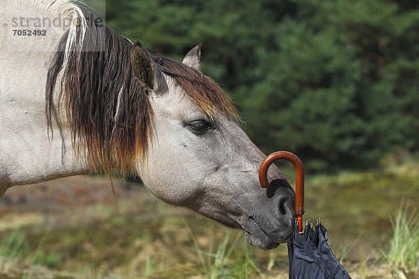 Konik  Konik-Pferd  Konikpferd  Waldtarpan Rückzüchtung  beschnuppert Regenschirm