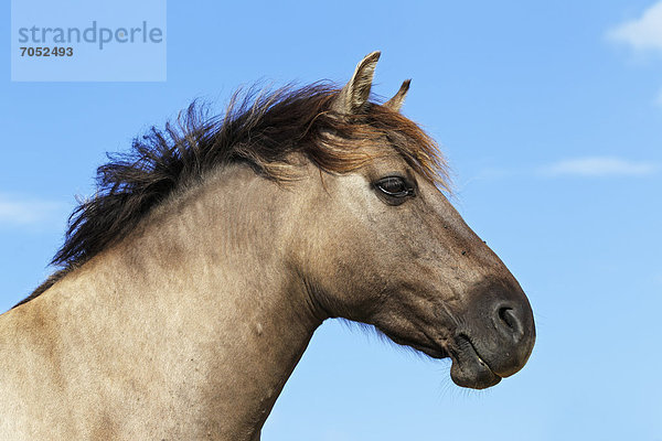 Konik  Konik-Pferd  Konikpferd  Waldtarpan Rückzüchtung  Porträt