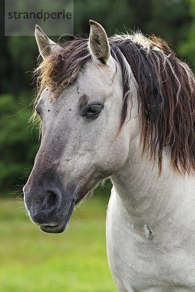 Konik  Konik-Pferd  Konikpferd  Waldtarpan Rückzüchtung  Porträt