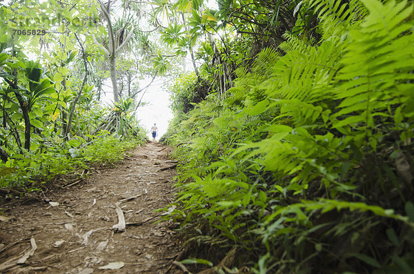 Kalalau Trail  Path in forest