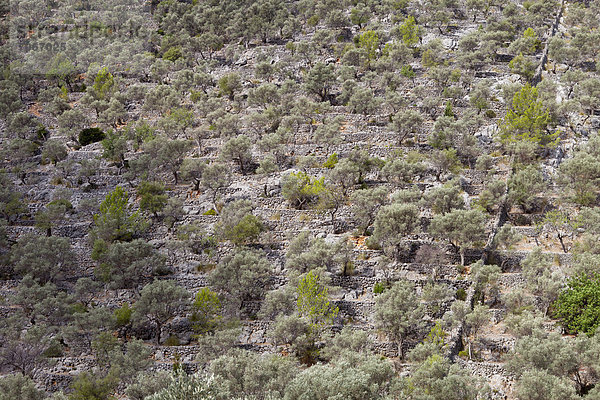 Olivenhain im Tramatura Gebirge  Mallorca  Spanien  Europa