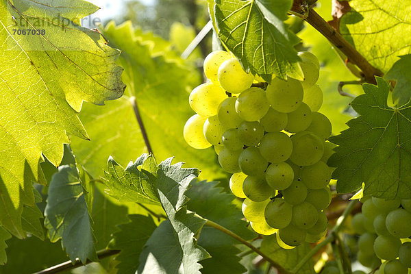 Weiße Weintrauben (Vitis vinifera)  Weinstock im Weinberg