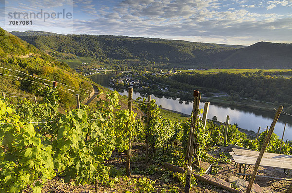 Blick über die Weinberge auf die Mosel und Senheim  Mesenich  Landkreis Cochem-Zell in Rheinland-Pfalz  Deutschland  Europa