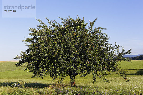 Apfelbaum  Aigen im Mühlkreis  Mühlviertel  Oberösterreich  Österreich  Europa
