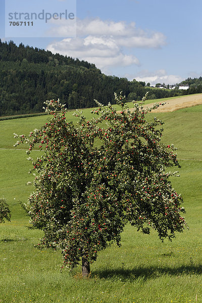Apfelbaum  Sankt Oswald bei Haslach  Mühlviertel  Oberösterreich  Österreich  Europa