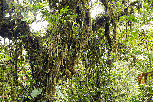 Nebelwald-Vegetation  Monteverde  Provinz Puntarenas  Costa Rica  Zentralamerika