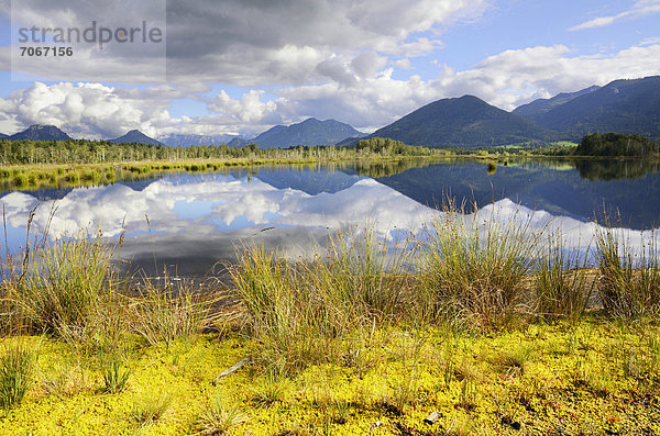 Verlandungsfläche aus Torfmoos (Sphagnum fallax) und Gemeinen Teichbinsen (Scirpus lacustris) in Moorteich  ehemaliges Torfwerk in glazialem Stammbeckenmoor am Alpenrand  Nicklheim  Bayern  Deutschland  Europa