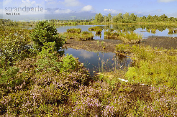 Moorlandschaft mit blühendem Heidekraut  Stammbeckenmoor am Alpenrand  Nicklheim  Bayern  Deutschland  Europa